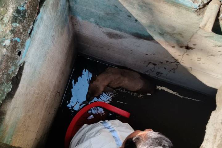 Exitosa maniobra de rescate salva a perrito atrapado en pozo